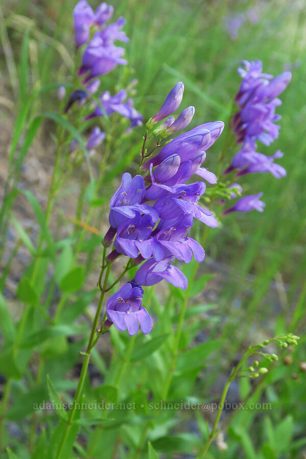 Venus penstemon (Penstemon venustus) [Tucannon Road, W. T. Wooten Wildlife Area, Columbia County, Washington]
