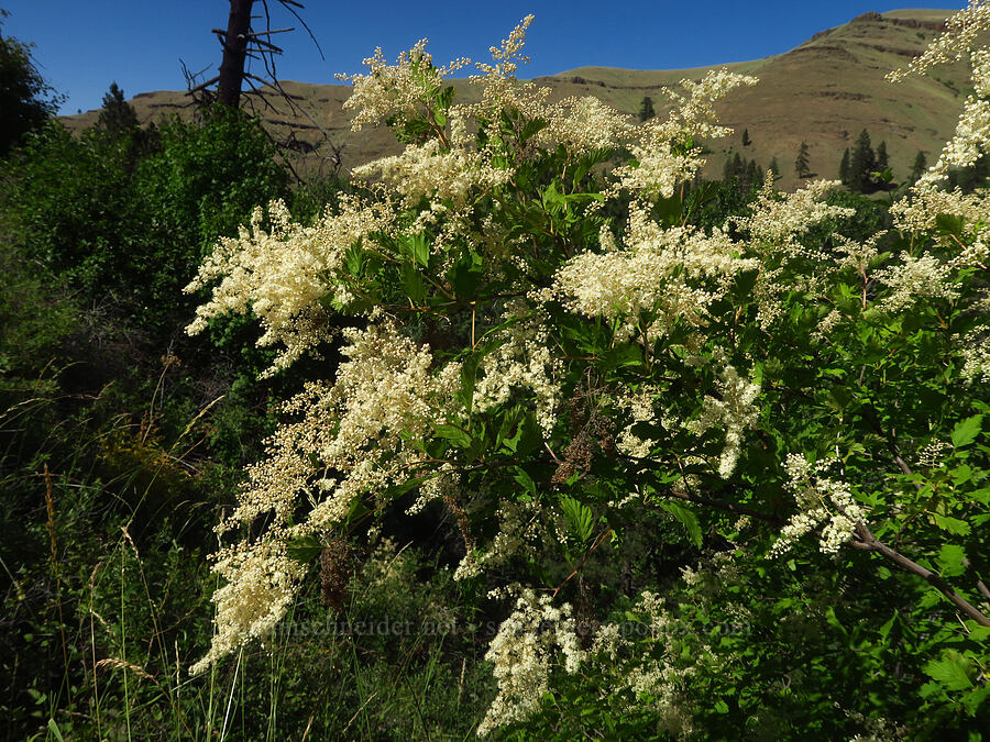 ocean-spray (Holodiscus discolor) [Tucannon Road, W. T. Wooten Wildlife Area, Columbia County, Washington]