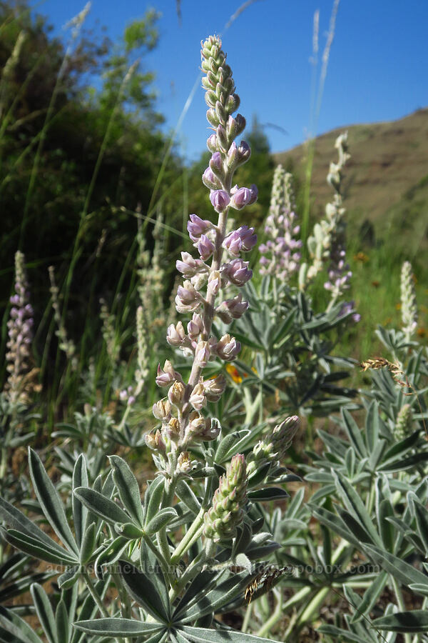 velvet lupine (Lupinus leucophyllus) [Tucannon Road, W. T. Wooten Wildlife Area, Columbia County, Washington]