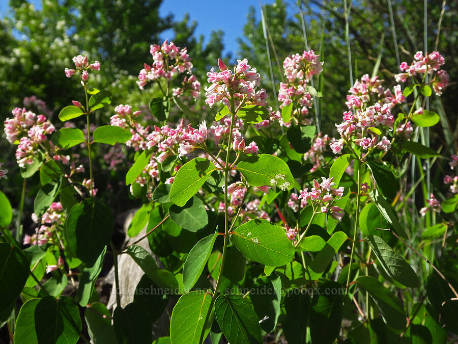 spreading dogbane (Apocynum androsaemifolium) [Tucannon Road, W. T. Wooten Wildlife Area, Columbia County, Washington]