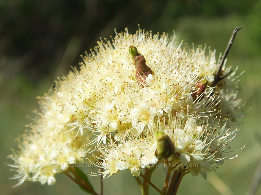 mite gall on white spirea (Eriophyes paraspiraeae (Phytoptus paraspiraeae), Spiraea lucida (Spiraea betulifolia var. lucida)) [Tucannon Road, W. T. Wooten Wildlife Area, Columbia County, Washington]