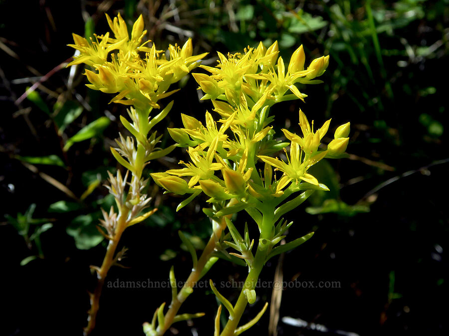 worm-leaf stonecrop (Sedum stenopetalum) [Tucannon Road, W. T. Wooten Wildlife Area, Columbia County, Washington]