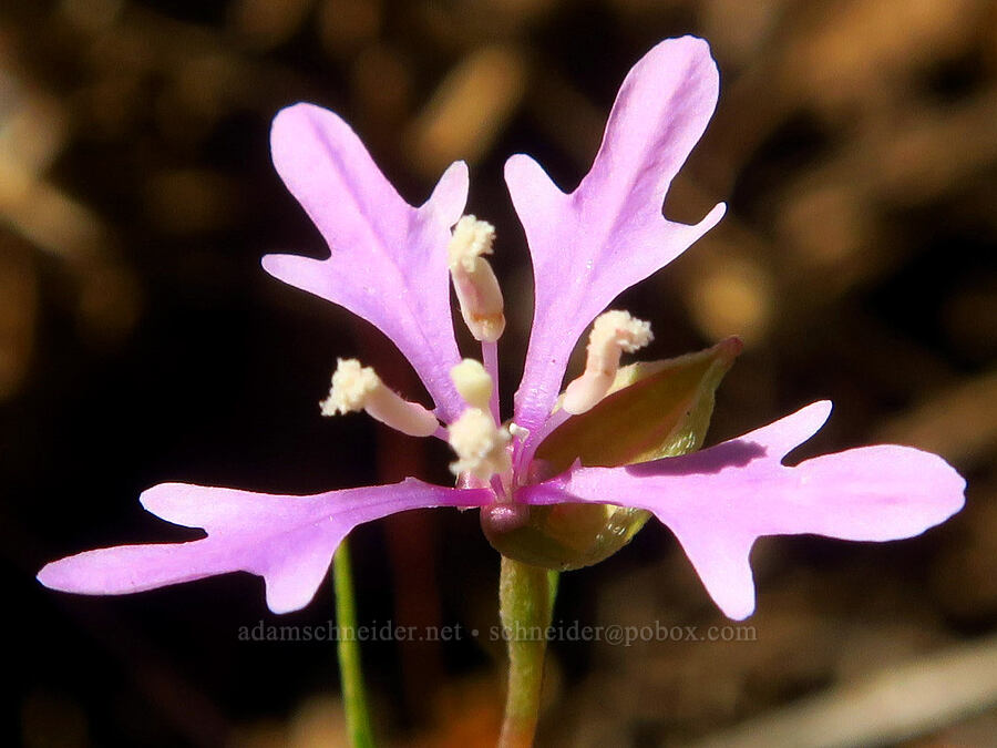 elkhorn clarkia (Clarkia pulchella) [Forest Road 4620, Umatilla National Forest, Columbia County, Washington]