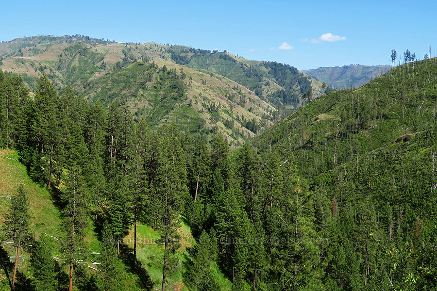 Blue Mountain foothills [Forest Road 4620, Umatilla National Forest, Columbia County, Washington]