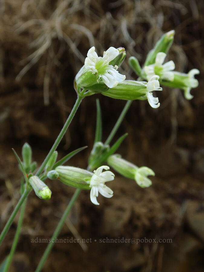Douglas' catchfly (Silene douglasii) [Forest Road 4620, Umatilla National Forest, Columbia County, Washington]