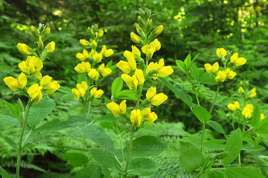 mountain golden-banner (golden pea) (Thermopsis montana) [Kendall Skyline Road, Umatilla National Forest, Columbia County, Washington]