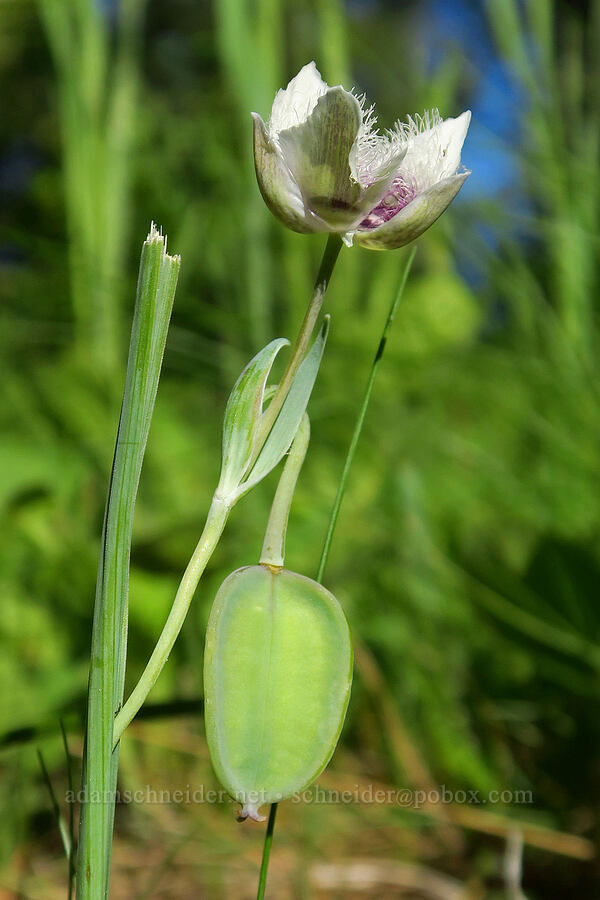 elegant mariposa lily (Calochortus elegans var. elegans) [Kendall Skyline Road, Umatilla National Forest, Columbia County, Washington]