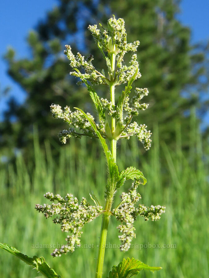 stinging nettle flowers (Urtica gracilis (Urtica dioica ssp. gracilis)) [Kendall Skyline Road, Umatilla National Forest, Columbia County, Washington]