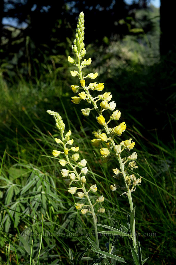 sulphur lupines (Lupinus sulphureus ssp. sulphureus) [Kendall Skyline Road, Umatilla National Forest, Columbia County, Washington]