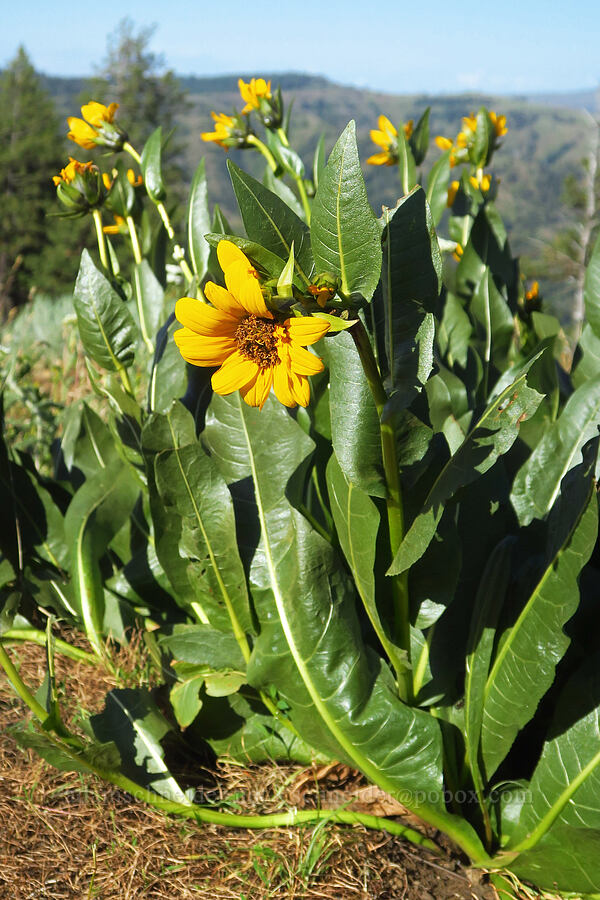 mule's-ears (Wyethia amplexicaulis) [Kendall Skyline Road, Umatilla National Forest, Columbia County, Washington]