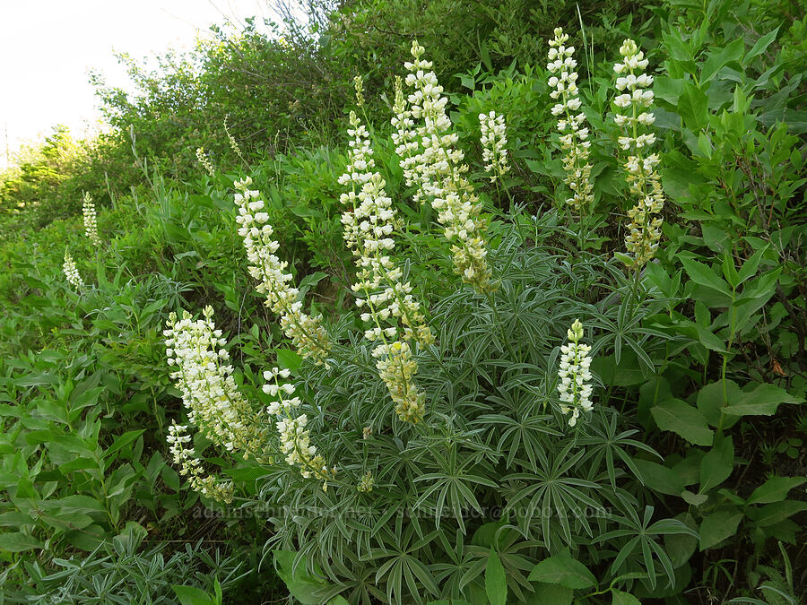 white sulphur lupines (Lupinus sulphureus ssp. sulphureus) [Kendall Skyline Road, Umatilla National Forest, Columbia County, Washington]