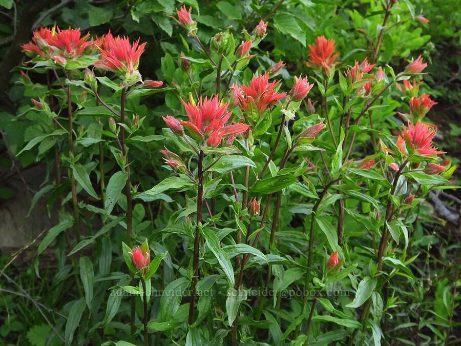 scarlet paintbrush (Castilleja miniata) [Kendall Skyline Road, Umatilla National Forest, Columbia County, Washington]