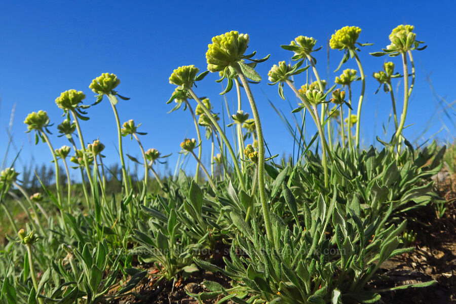 Piper's golden buckwheat, budding (Eriogonum flavum var. piperi) [Kendall Skyline Road, Umatilla National Forest, Columbia County, Washington]