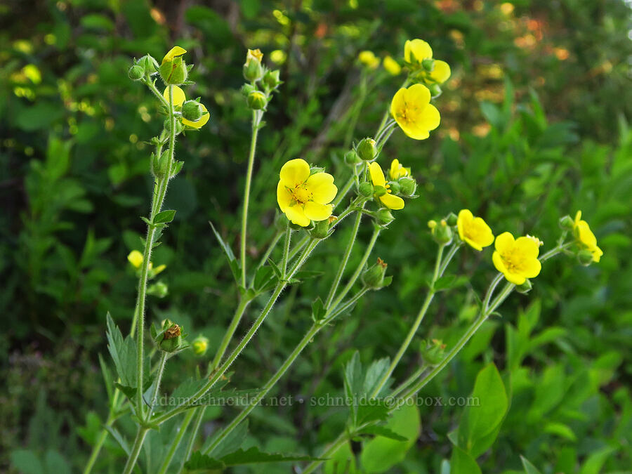 sticky cinquefoil (Drymocallis sp. (Potentilla glandulosa)) [Edmiston Spring, Umatilla National Forest, Columbia County, Washington]