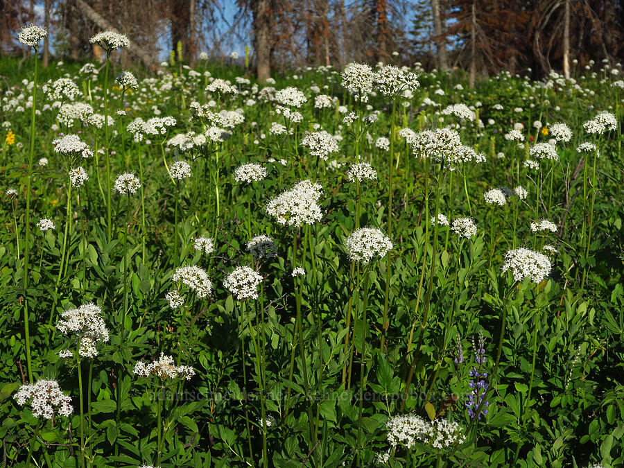 Sitka valerian (Valeriana sitchensis) [Kendall Skyline Road, Umatilla National Forest, Columbia County, Washington]