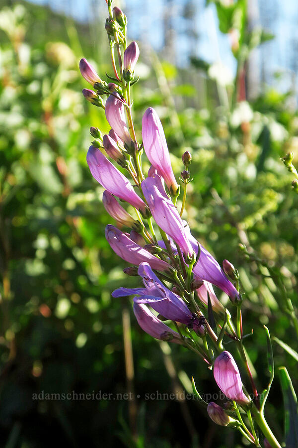 Venus penstemon (Penstemon venustus) [Kendall Skyline Road, Umatilla National Forest, Columbia County, Washington]