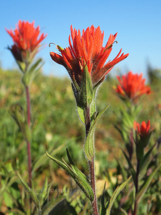 acute paintbrush (Castilleja hispida var. acuta) [Godman Springs, Umatilla National Forest, Columbia County, Washington]
