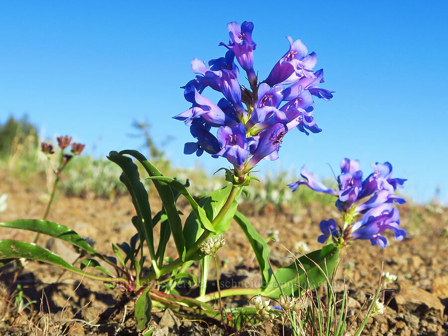 Blue Mountain penstemon (Penstemon pennellianus) [Godman Springs, Umatilla National Forest, Columbia County, Washington]