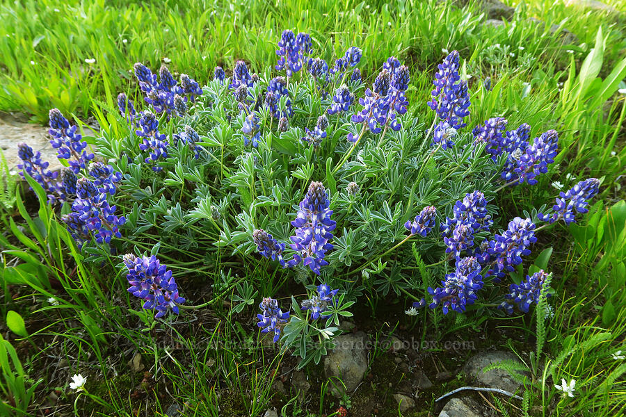 low lupine (Lupinus lepidus) [Godman Springs, Umatilla National Forest, Columbia County, Washington]