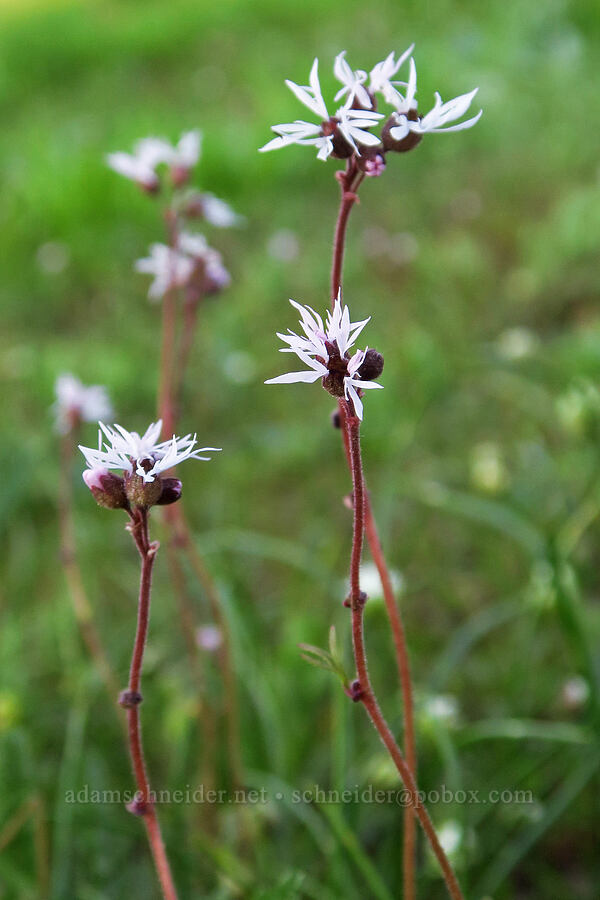 prairie stars (Lithophragma glabrum) [Godman Springs, Umatilla National Forest, Columbia County, Washington]