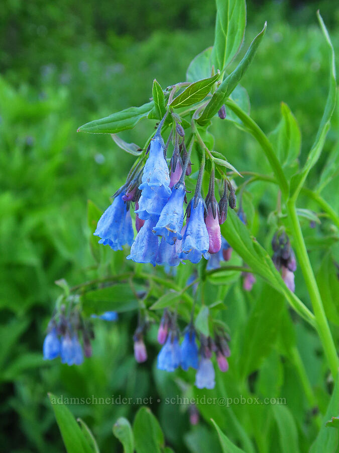 bluebells (Mertensia ciliata) [Godman Springs, Umatilla National Forest, Columbia County, Washington]