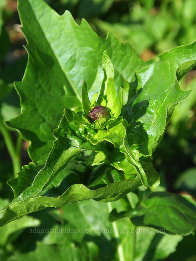 western coneflower, budding (Rudbeckia occidentalis) [Godman Springs, Umatilla National Forest, Columbia County, Washington]