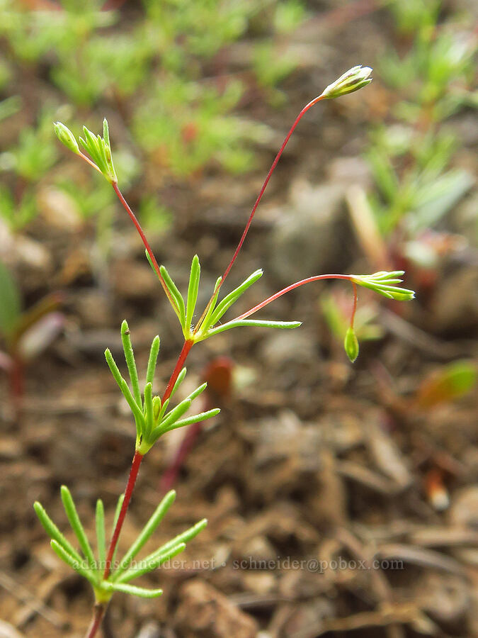 Harkness' linanthus (Leptosiphon harknessii (Linanthus harknessii)) [Godman Springs, Umatilla National Forest, Columbia County, Washington]