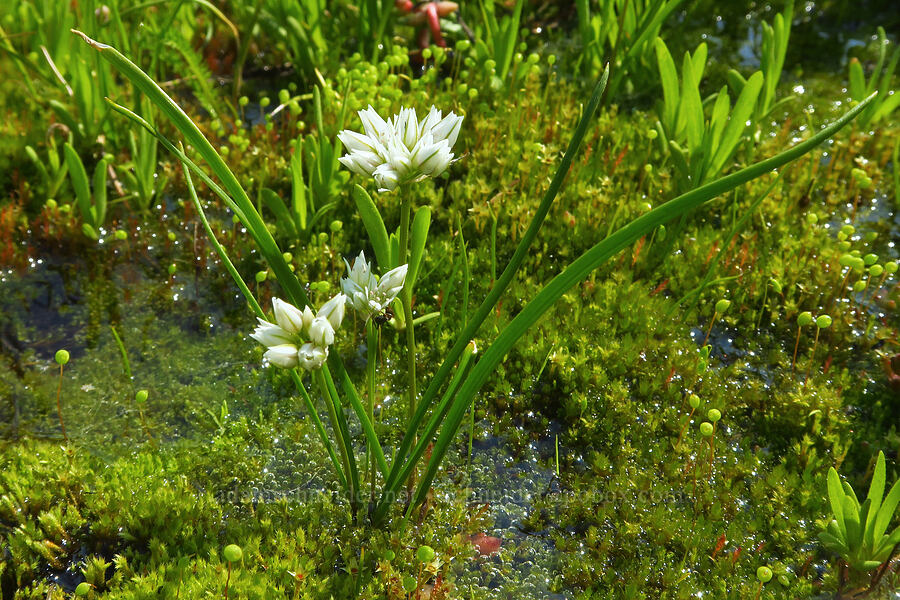 Blue Mountain onions (Allium fibrillum) [Godman Springs, Umatilla National Forest, Columbia County, Washington]