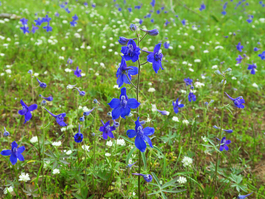 larkspur & onions (Delphinium nuttallianum, Allium fibrillum) [Kendall Skyline Road, Umatilla National Forest, Columbia County, Washington]
