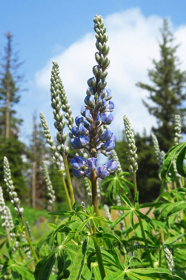 lupine (Lupinus sp.) [Kendall Skyline Road, Umatilla National Forest, Columbia County, Washington]