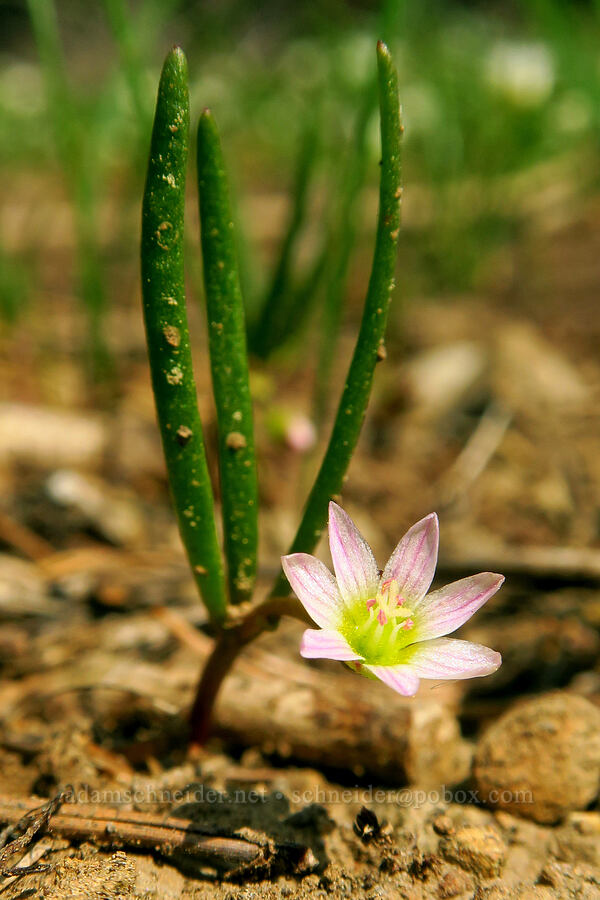 three-leaf lewisia (Lewisia triphylla) [Sawtooth Ridge Trail, Wenaha-Tucannon Wilderness, Columbia County, Washington]