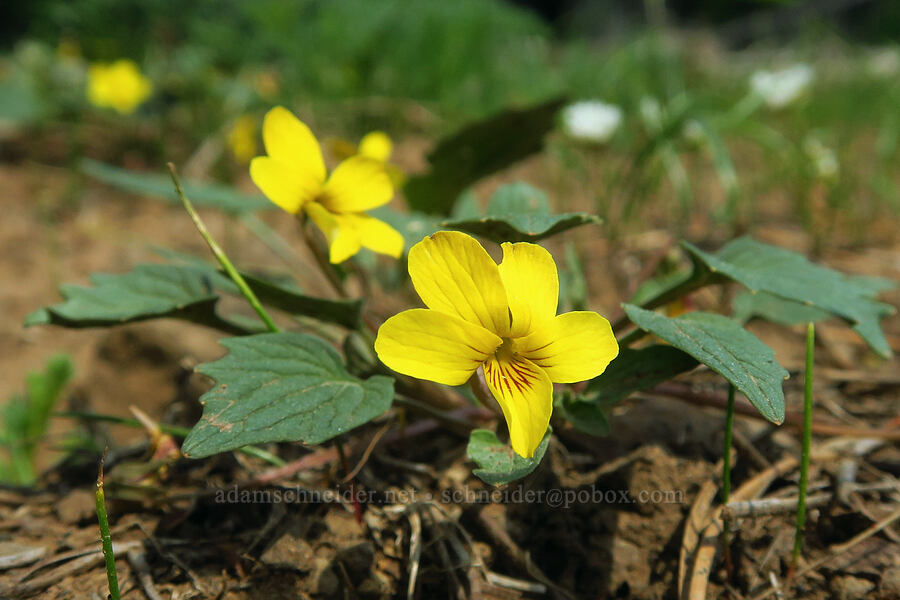 goose-foot violets (Viola purpurea) [Sawtooth Ridge Trail, Wenaha-Tucannon Wilderness, Columbia County, Washington]