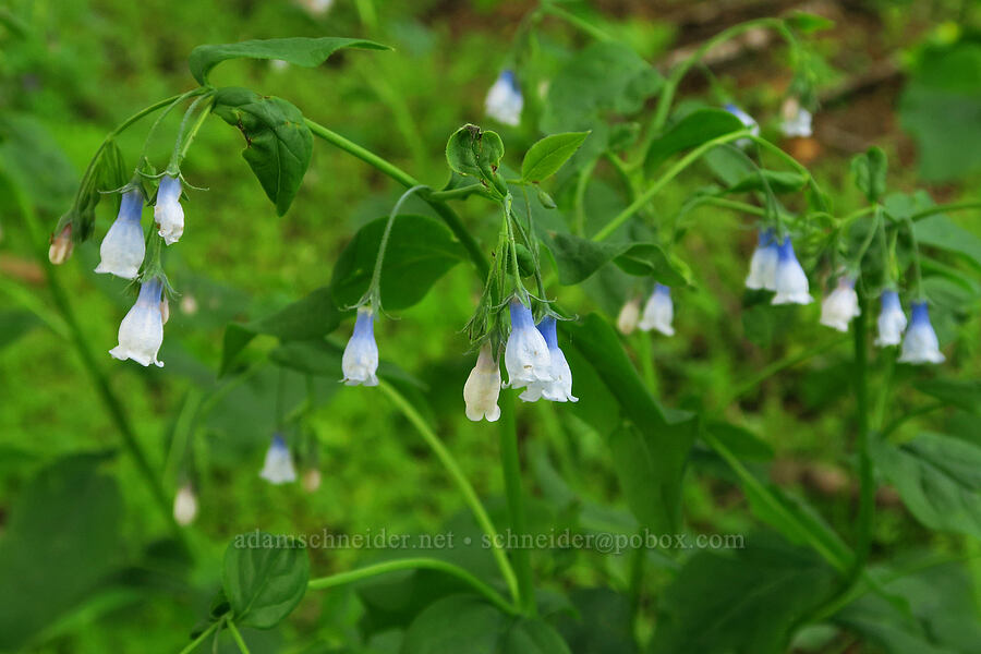 bluebells (Mertensia paniculata) [Sawtooth Ridge Trail, Wenaha-Tucannon Wilderness, Columbia County, Washington]
