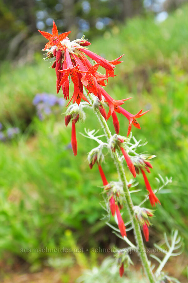 scarlet gilia (Ipomopsis aggregata) [Sawtooth Ridge Trail, Wenaha-Tucannon Wilderness, Columbia County, Washington]