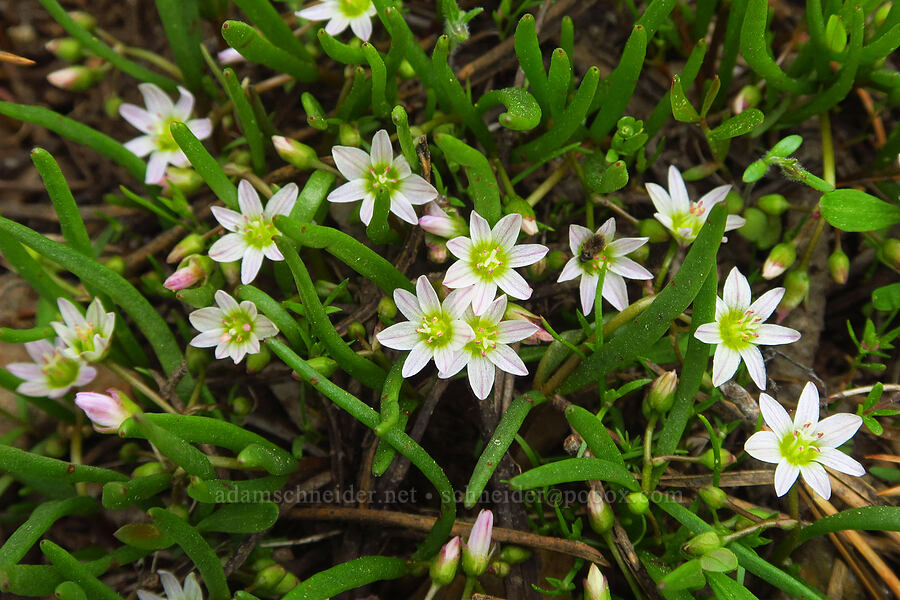 three-leaf lewisia (Lewisia triphylla) [Sawtooth Ridge Trailhead, Umatilla National Forest, Columbia County, Washington]