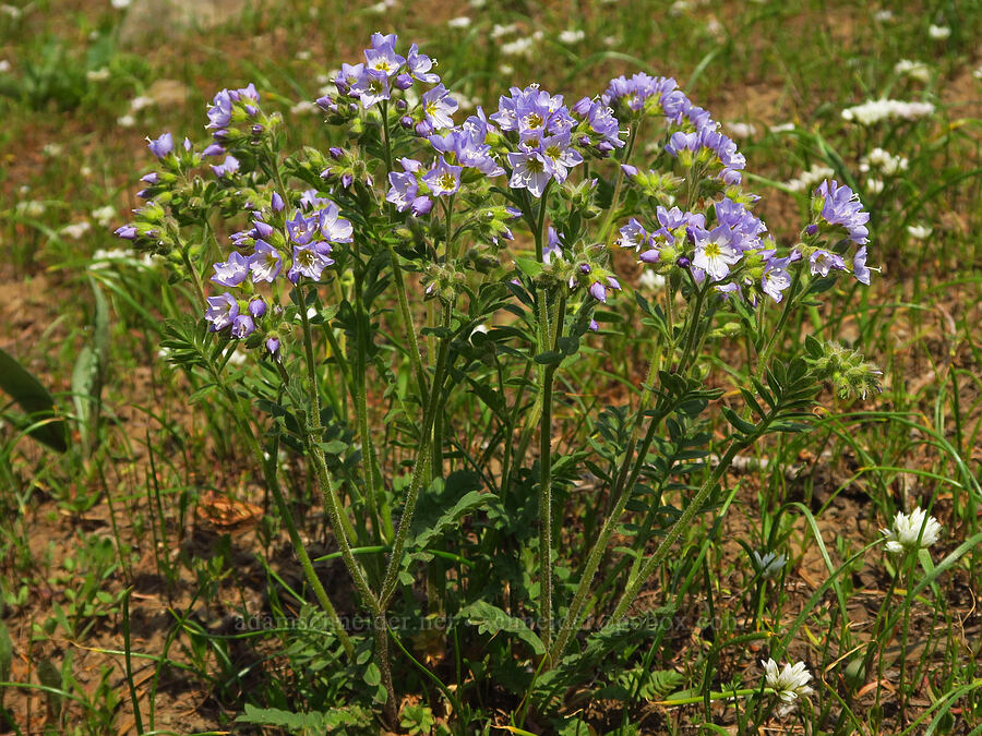 California Jacob's-ladder (Polemonium californicum) [Kendall Skyline Road, Umatilla National Forest, Columbia County, Washington]