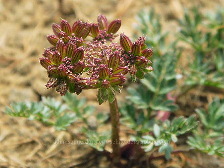 cous biscuitroot, going to seed (Lomatium cous) [Kendall Skyline Road, Umatilla National Forest, Columbia County, Washington]