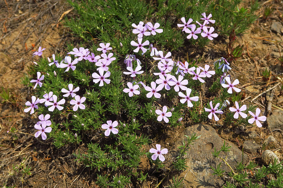 Douglas' phlox (Phlox douglasii (Phlox caespitosa)) [Kendall Skyline Road, Umatilla National Forest, Columbia County, Washington]