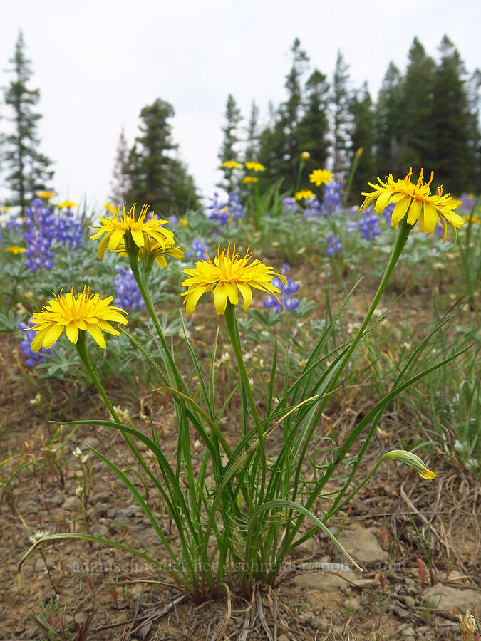 nodding microseris (Microseris nutans (Scorzonella nutans)) [Kendall Skyline Road, Umatilla National Forest, Columbia County, Washington]