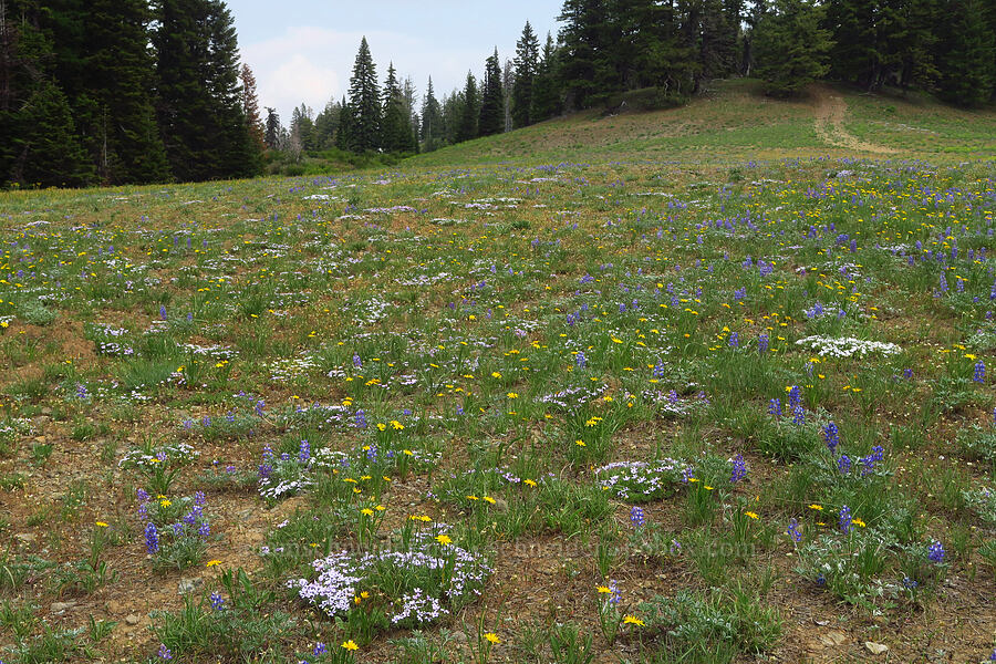 wildflowers [Kendall Skyline Road, Umatilla National Forest, Columbia County, Washington]