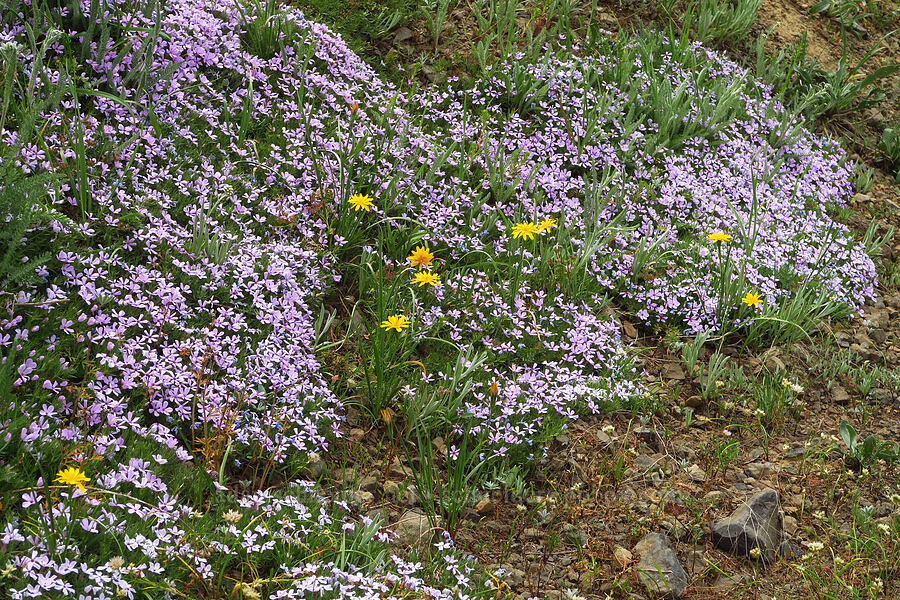 phlox & microseris (Phlox sp., Microseris nutans (Scorzonella nutans)) [Kendall Skyline Road, Umatilla National Forest, Columbia County, Washington]
