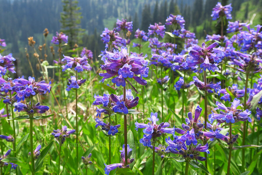 sulphur penstemon (Penstemon attenuatus var. attenuatus) [Kendall Skyline Road, Umatilla National Forest, Columbia County, Washington]