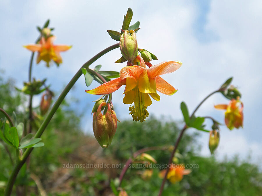 weird-colored western columbine (Aquilegia formosa) [Kendall Skyline Road, Umatilla National Forest, Columbia County, Washington]