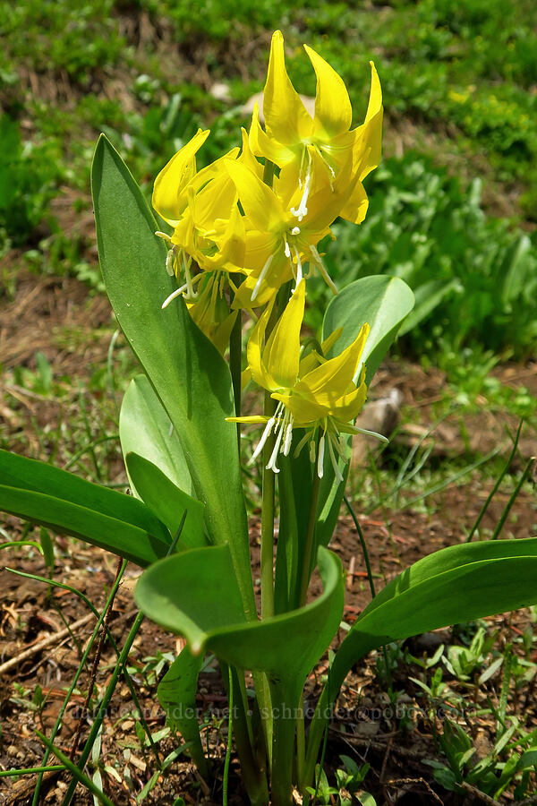 crowded glacier lilies (Erythronium grandiflorum) [Kendall Skyline Road, Umatilla National Forest, Columbia County, Washington]