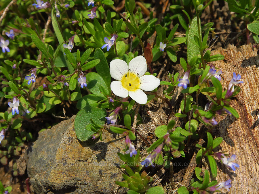 dwarf hesperochiron & small-flowered blue-eyed-Mary (Hesperochiron pumilus, Collinsia parviflora) [Kendall Skyline Road, Umatilla National Forest, Columbia County, Washington]