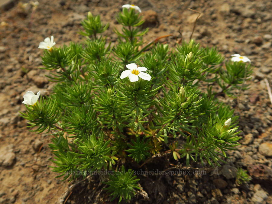 Nuttall's linanthus (Leptosiphon nuttallii (Linanthus nuttallii)) [Kendall Skyline Road, Umatilla National Forest, Columbia County, Washington]
