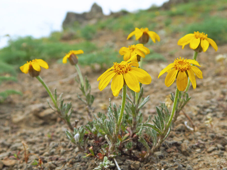 Oregon sunshine (Eriophyllum lanatum) [Kendall Skyline Road, Umatilla National Forest, Columbia County, Washington]