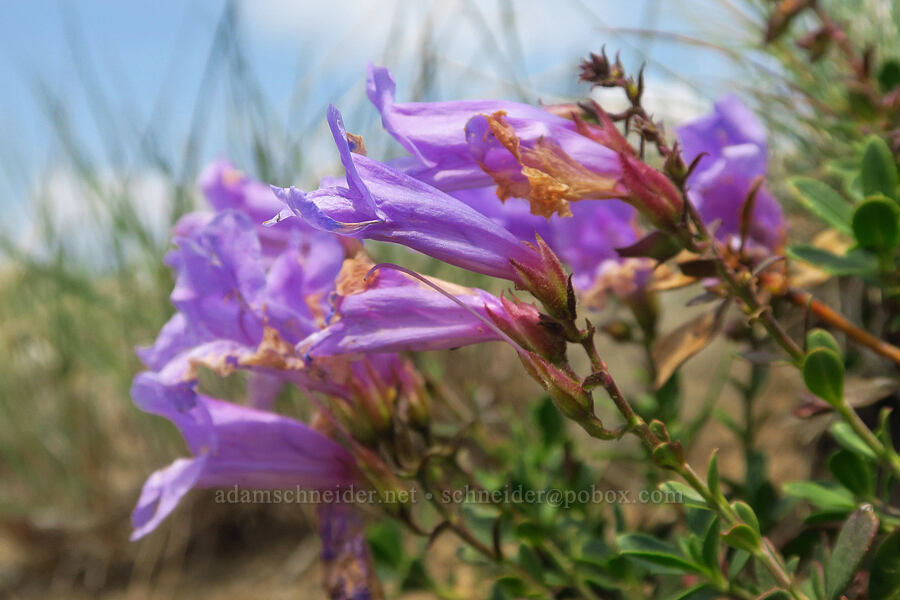 shrubby penstemon (Penstemon fruticosus) [Kendall Skyline Road, Umatilla National Forest, Columbia County, Washington]