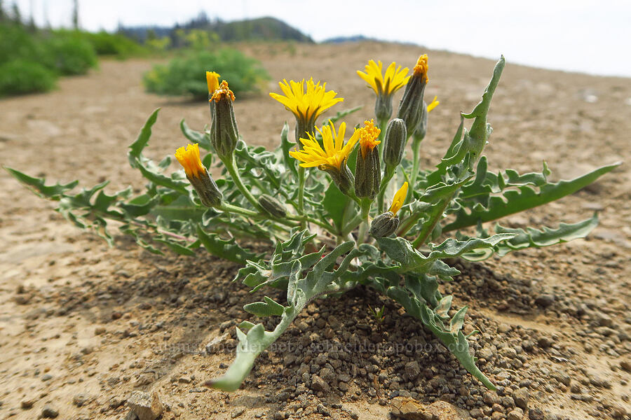 gray hawksbeard (Crepis intermedia) [Kendall Skyline Road, Umatilla National Forest, Columbia County, Washington]