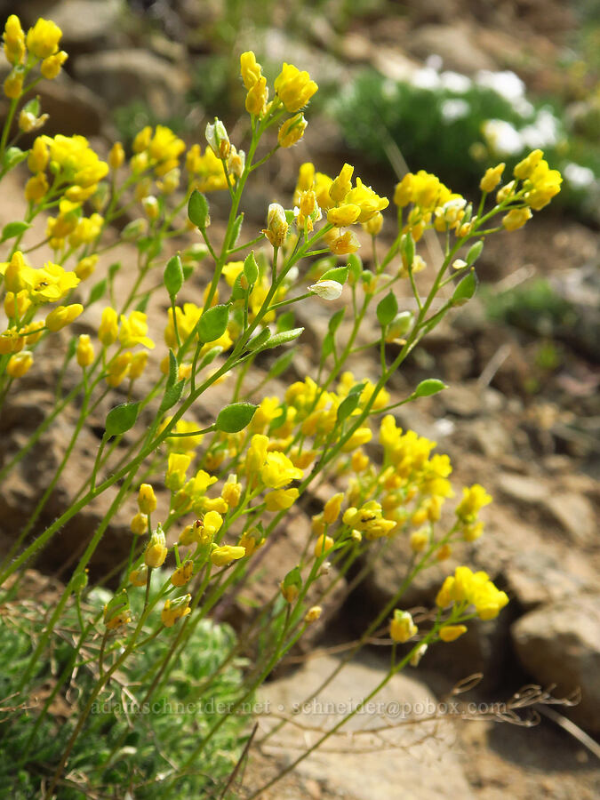 dense-leaf whitlow-grass (Draba densifolia (Draba caeruleomontana)) [Kendall Skyline Road, Umatilla National Forest, Columbia County, Washington]